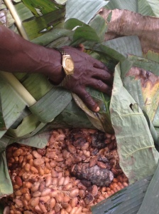 Cocoa beans mid-fermentation