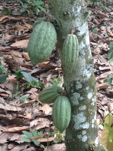 Young green cocoa pods